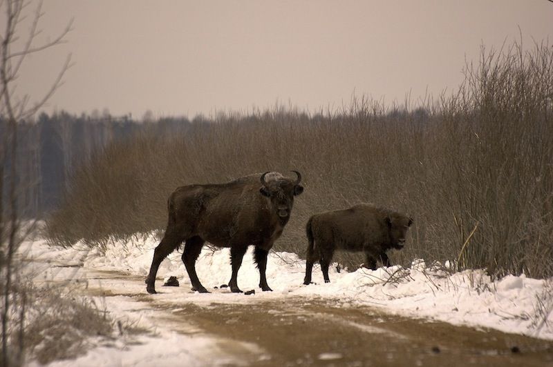 Żubry